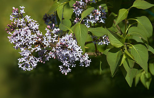 Syringa komarowii